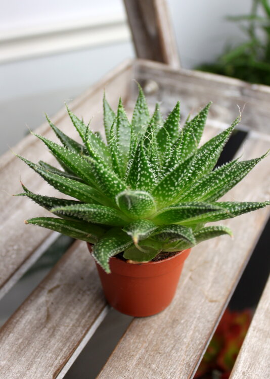 Алоэ Аристата ⌀5 