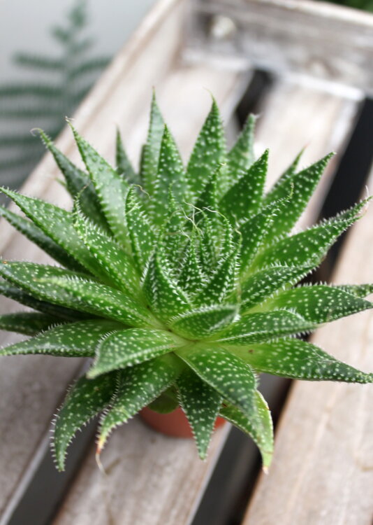 Алоэ Аристата ⌀5 