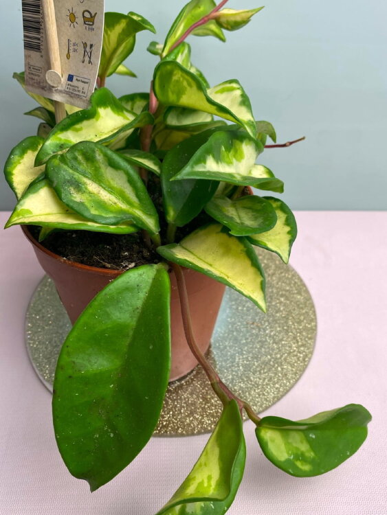 Хойя Карноза Триколор ⌀12 35 см 