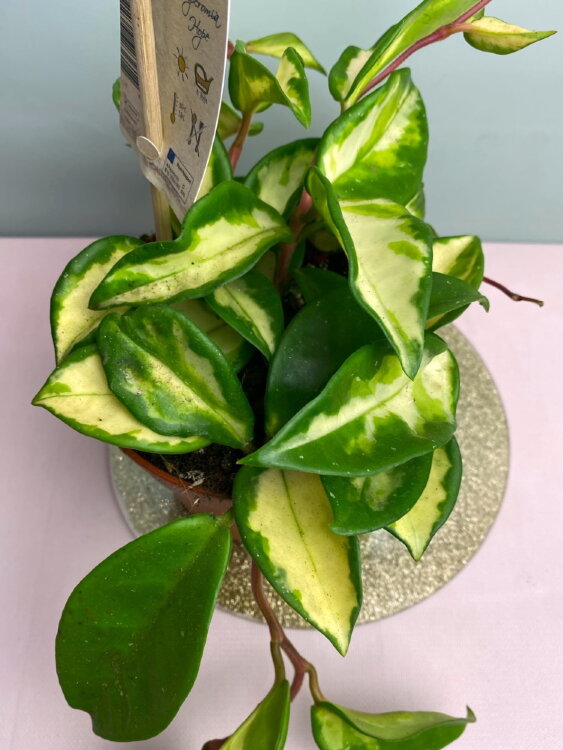 Хойя Карноза Триколор ⌀12 35 см 