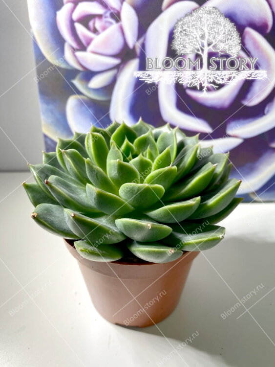 Эхеверия Деренберга ⌀8 