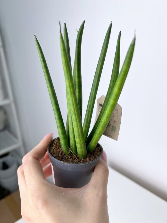 Сансевиерия Цилиндрика ⌀6 15 см 