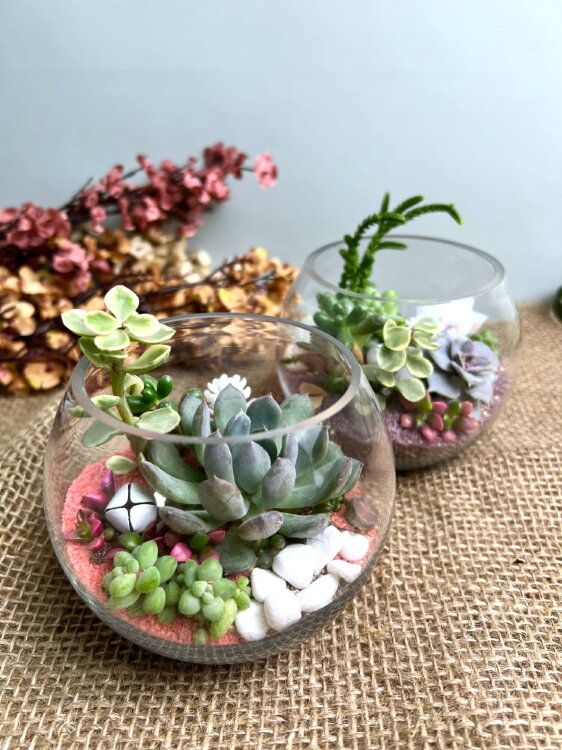 Флорариум с суккулентами в круглой вазе мини 