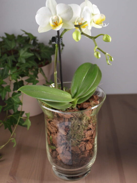 Орхидея мини в вазе 
