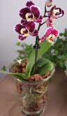 Орхидея мини в вазе 