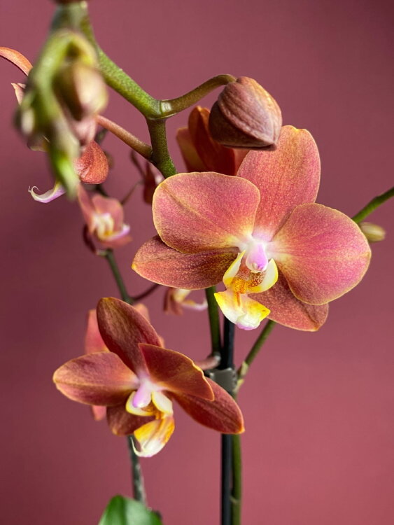 Орхидея Фаленопсис Горизонт ⌀12 50 см 