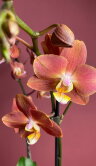 Орхидея Фаленопсис Горизонт ⌀12 50 см 
