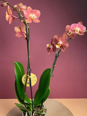 Орхидея Фаленопсис Горизонт ⌀12 50 см