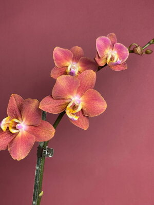 Орхидея Фаленопсис Горизонт 2 ст