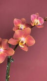 Орхидея Фаленопсис Горизонт ⌀12 50 см 