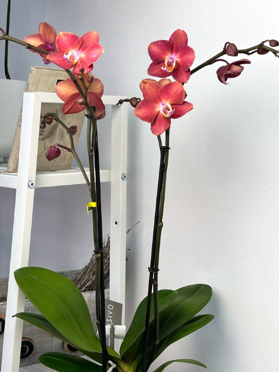 Орхидея Фаленопсис Горизонт ⌀12 50 см 