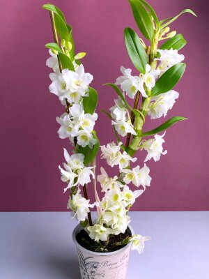 Орхидея Дендробиум Нобиле белый 2 ст