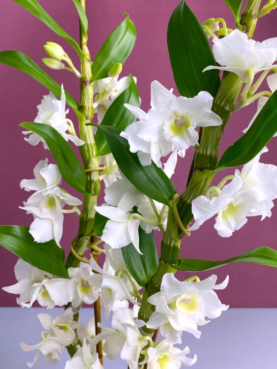 Орхидея Дендробиум Нобиле белый 2 ст 