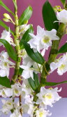 Орхидея Дендробиум Нобиле белый 2 ст 