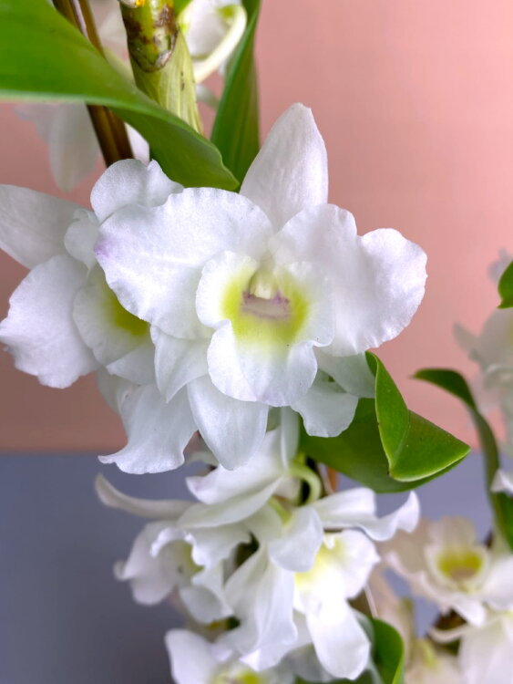 Орхидея Дендробиум Нобиле белый 2 ст 