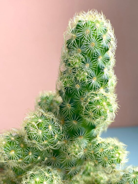 Маммиллярия Элонгата ⌀10 