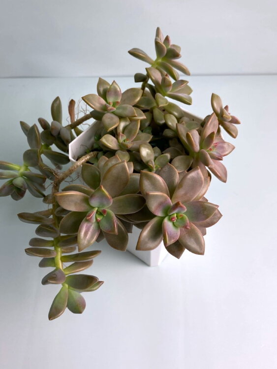 Граптоседум Бронз ⌀10 