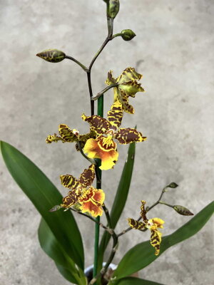 Орхидея Камбрия Шоколадно-жёлтая 1 ст