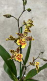 Орхидея Камбрия Шоколадно-жёлтая 1 ст 