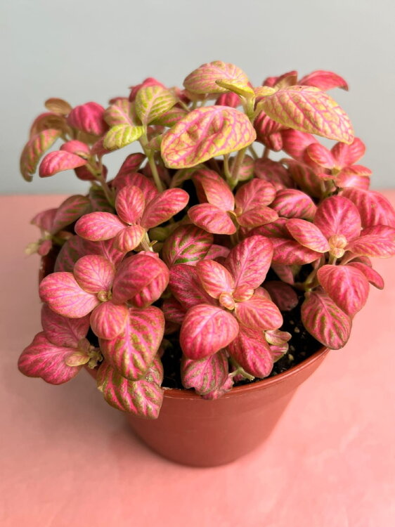 Фиттония розовая Пинк Спешл ⌀12 