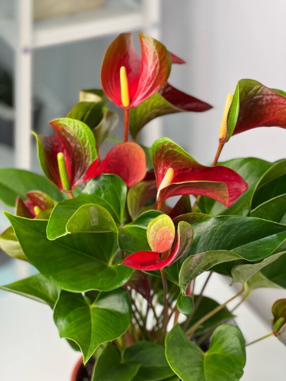 Антуриум Динамит Ред ⌀17 55 см 