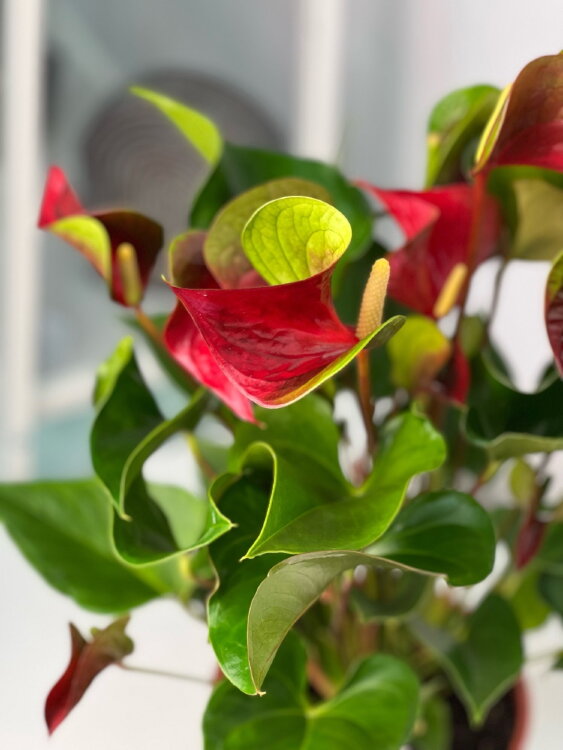 Антуриум Динамит Ред ⌀17 55 см 