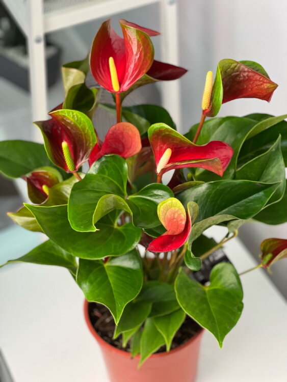 Антуриум Динамит Ред ⌀17 55 см 