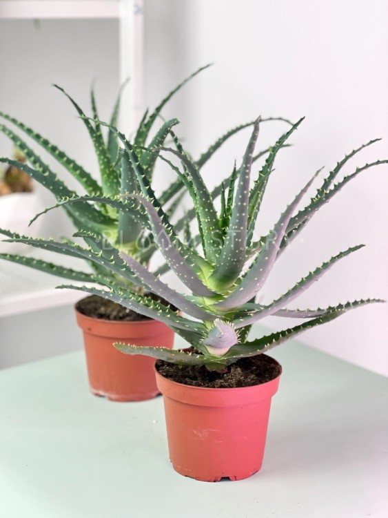 Алоэ Арборесценс Древовидное Столетник ⌀12 35 см 