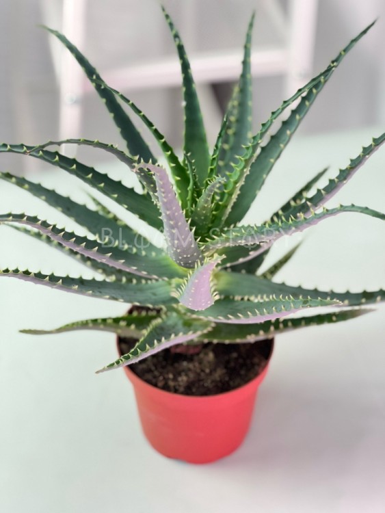 Алоэ Арборесценс Древовидное Столетник ⌀12 35 см 