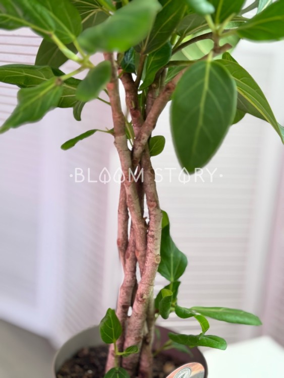 Фикус Бенгальский Одри переплетенный ⌀17 65 см 