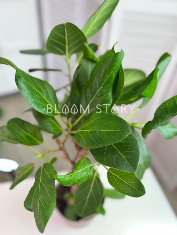 Фикус Бенгальский Одри переплетенный ⌀17 65 см 