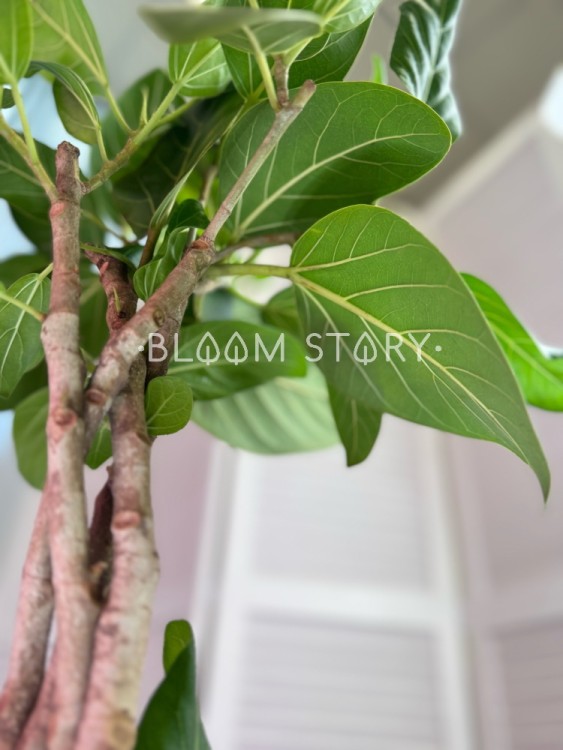 Фикус Бенгальский Одри переплетенный ⌀17 65 см 