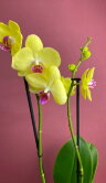 Орхидея Фаленопсис Лаймлайт ⌀12 50 см 