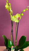 Орхидея Фаленопсис Лаймлайт 2 ст 
