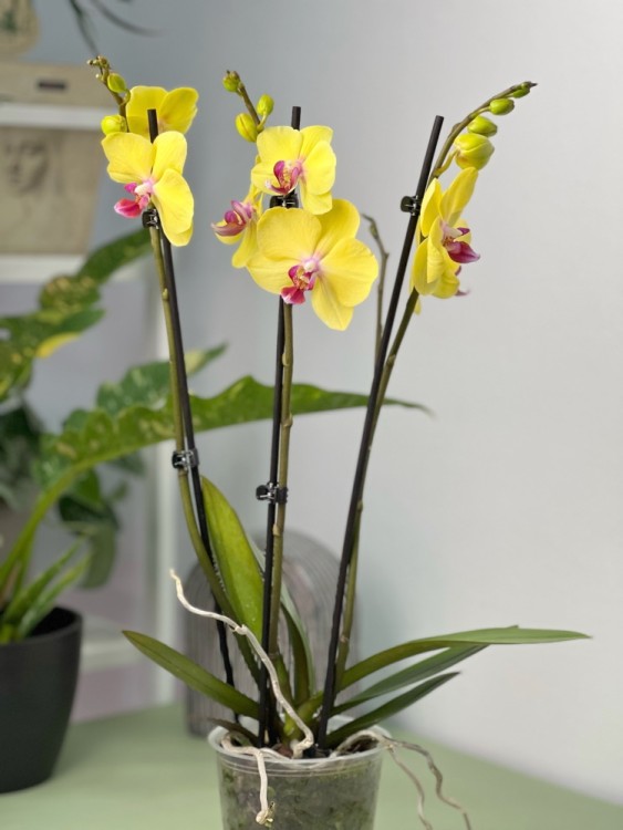 Орхидея Фаленопсис Лаймлайт ⌀12 50 см 