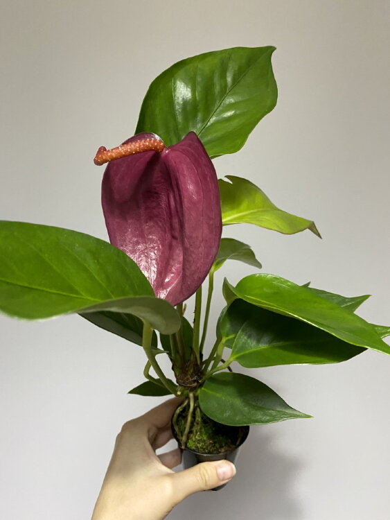 Антуриум Шерцера лиловый 