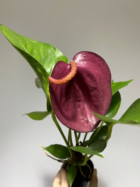 Антуриум Шерцера лиловый 