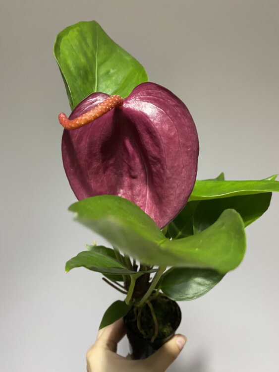 Антуриум Шерцера лиловый 