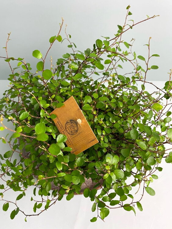 Мюленбекия ⌀12 