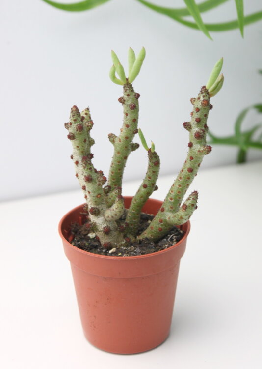 Тилекодон Бухгольца 