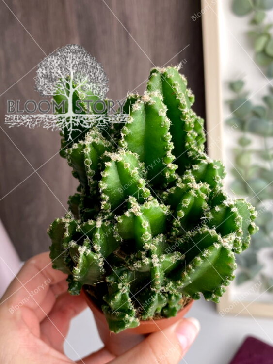 Цереус Паолини ⌀5 