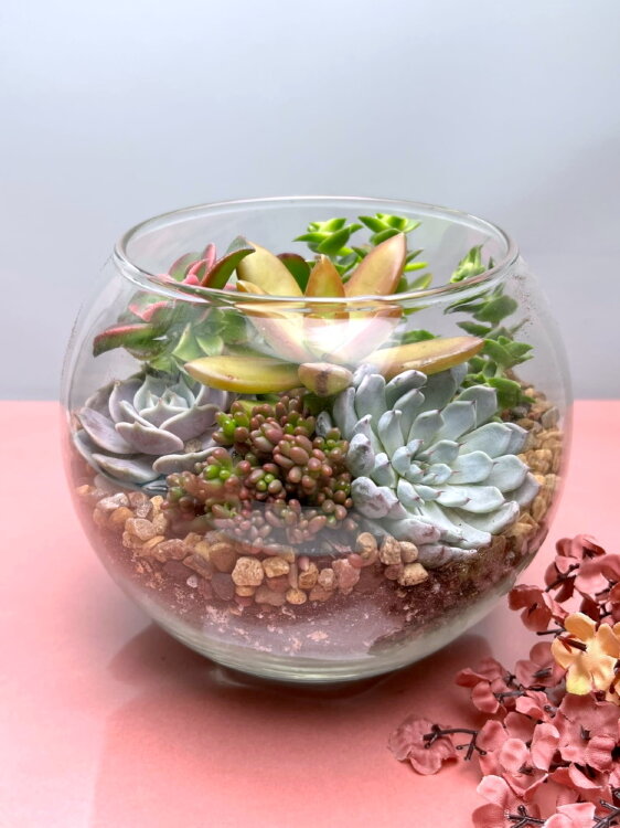 Флорариум с суккулентами в круглой вазе средний 