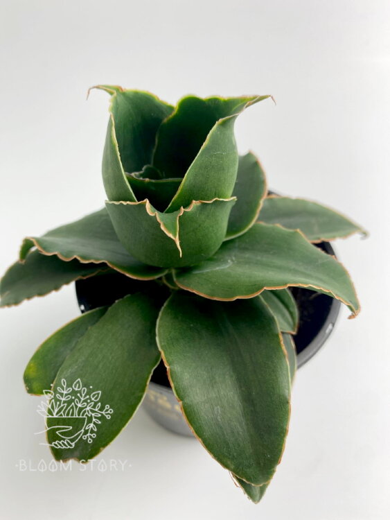 Сансевиерия Стар Розе ⌀10 20 см 