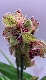 Орхидея Цимбидиум Мэджик Вогель 