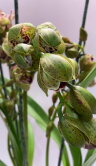 Орхидея Цимбидиум Мэджик Вогель 