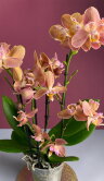 Орхидея Фаленопсис Монако пелорик 