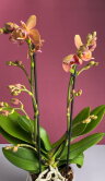 Орхидея Фаленопсис Монако пелорик 