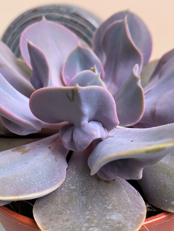 Эхеверия Тромпетте ⌀12 