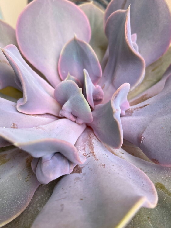 Эхеверия Тромпетте ⌀12 