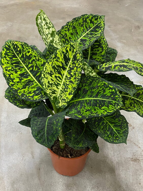 Диффенбахия Рефлектор ⌀17 70 см 